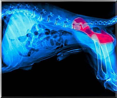 Hip Dysplasia Care in Dogs