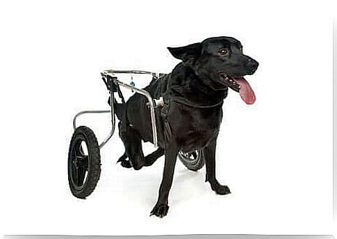 Wheelchair for dogs