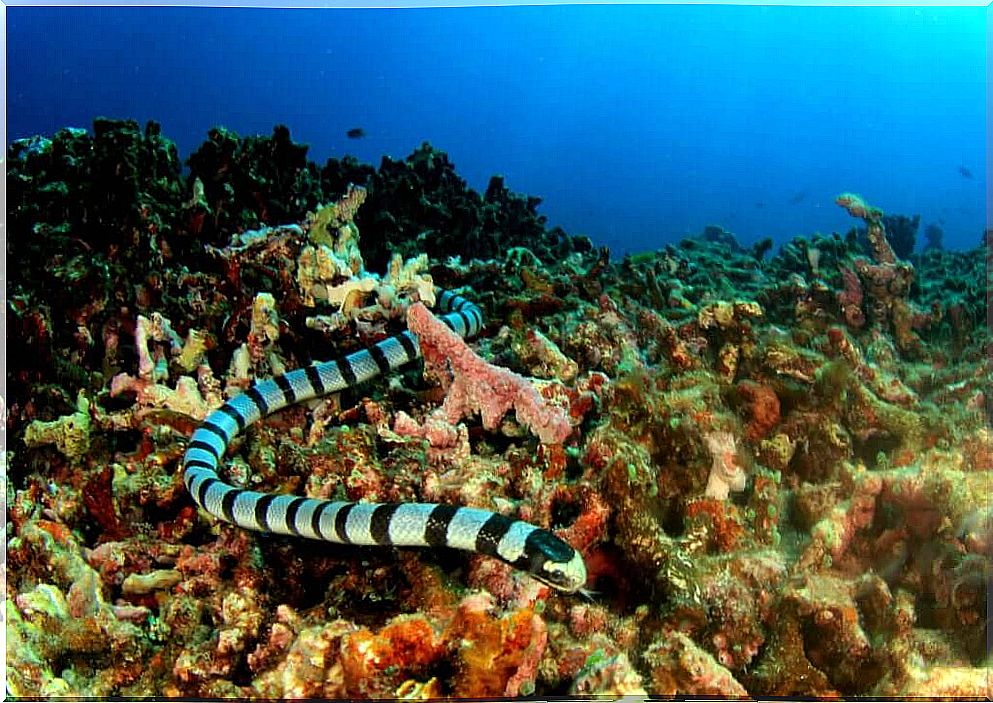 How are sea snakes classified?