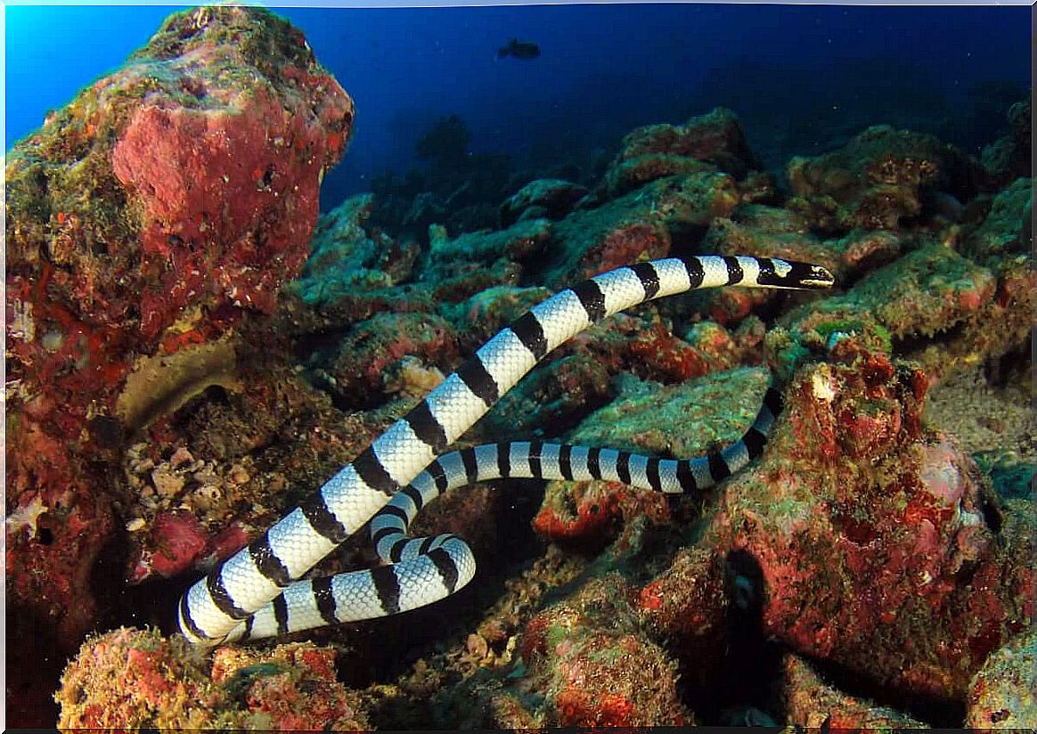 sea ​​serpents