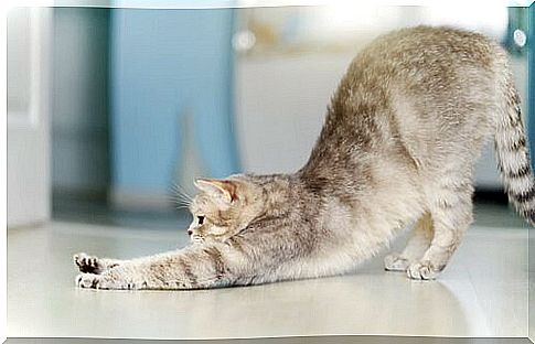 cat stretching