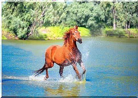 horse running in water