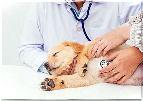 How does pet checkup work?