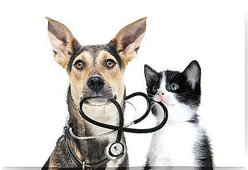 Medical examinations on animals