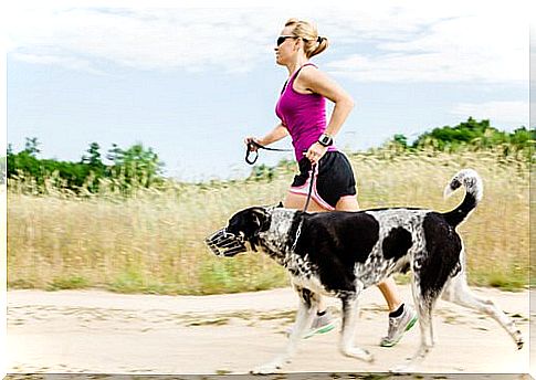 run with dogs