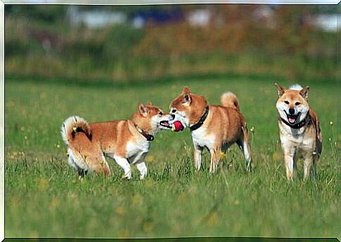 dogs playing happily in the park