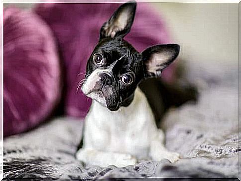 How to Care for a Boston Terrier Puppy