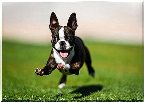 boston terrier