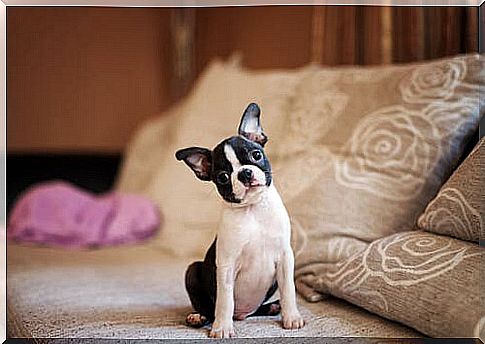 boston terrier