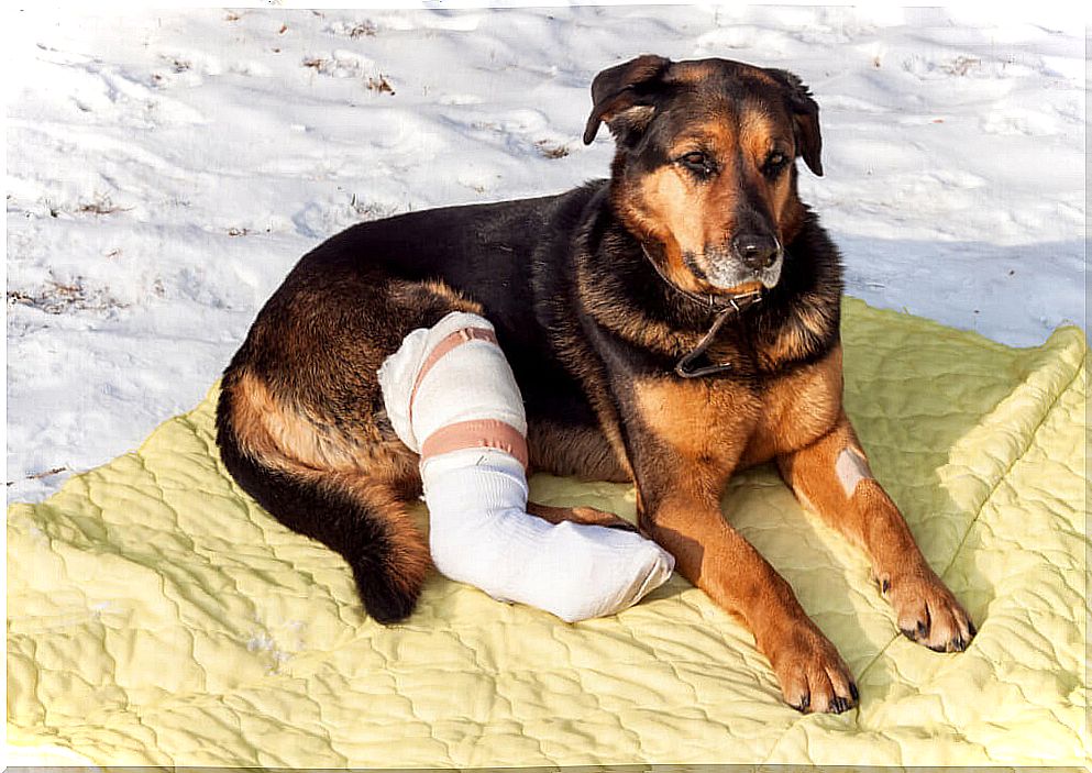 How to Care for a Post-Operative Pet