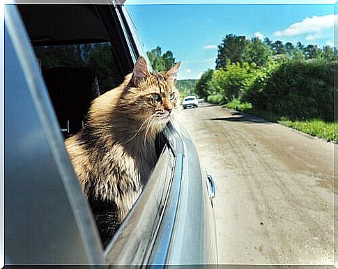 How to get your cat used to the car