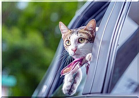 Get your cat used to the car