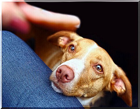 How to prevent the dog from asking for food all the time 