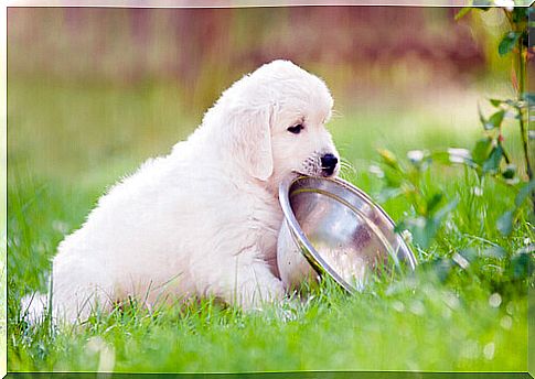 Puppy carrying food bowl in its mouth