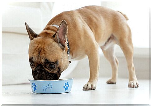 dog eating in his bowl