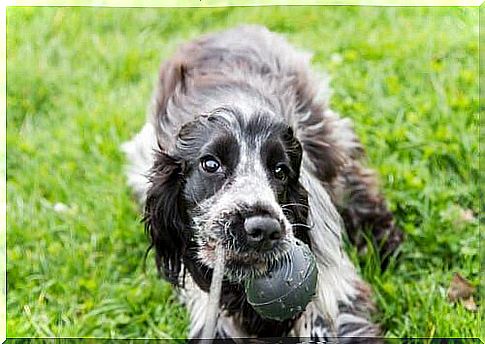 How to play with your English cocker spaniel?