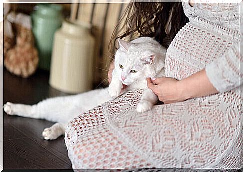 How to prepare your cat for the baby's arrival