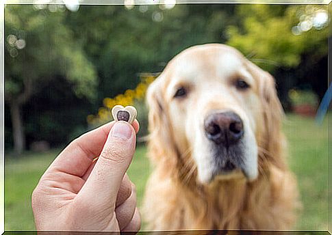 Owner offering feed to a domineering dog