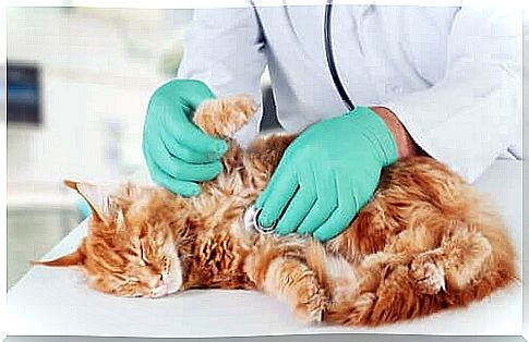 Diseases that affect a cat's immune system