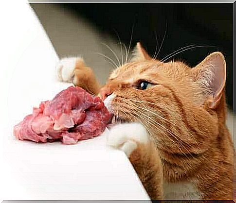 cat eating raw meat