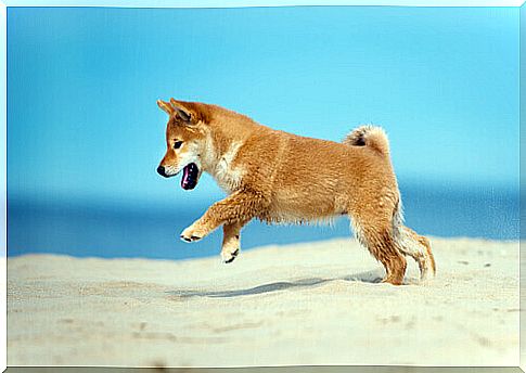 dog jumping