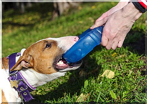 dog playing pull