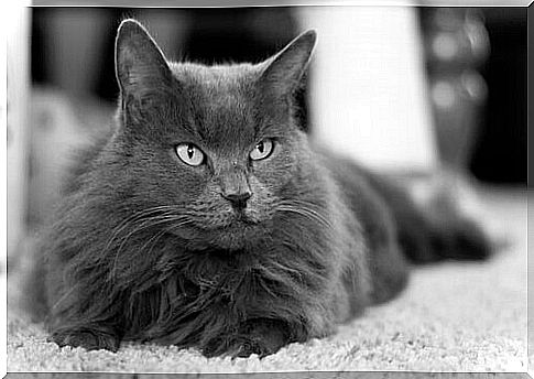 cat nebelung