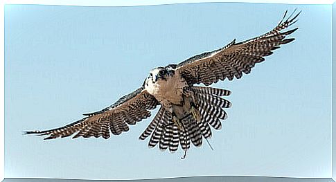 falcon in flight