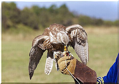 falcon in training