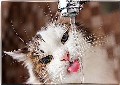 Hydration of cats - Water intake is essential