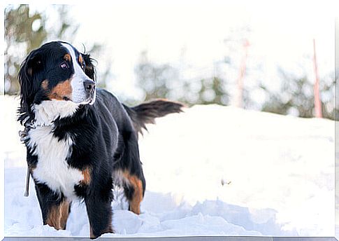 I want to go in the snow with my dog!