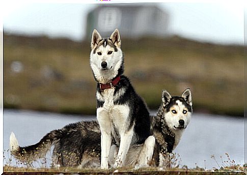 Siberian Husky