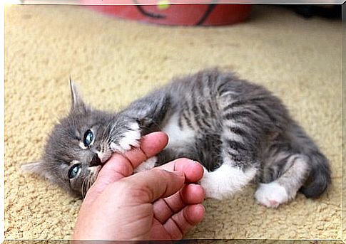 kitten biting finger