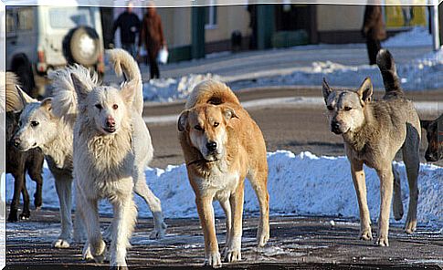 In Spain, animal guards collect an animal every five minutes