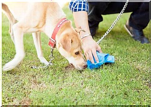 Owner collecting his dog's feces