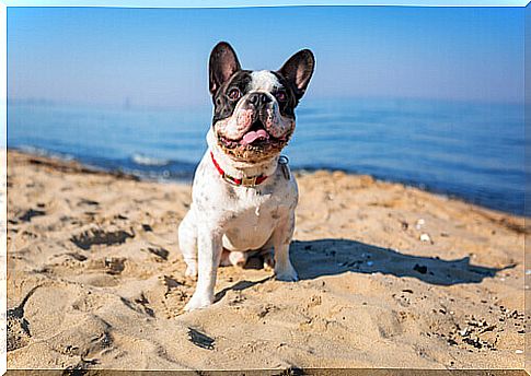 Is sea water good for your dog?