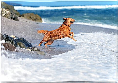 Dog on the beach, benefits of sea water for dogs