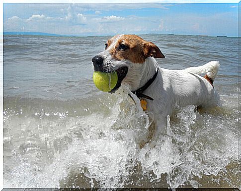 Dog in sea water with a ball