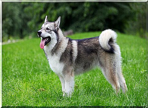 Alaskan Malamute Dog