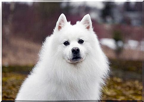 Japanese Spitz Characteristics