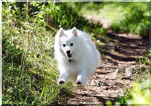 japanese spitz