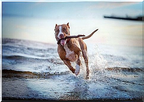 running dog