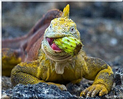 Lack of vitamins and calcium in iguanas