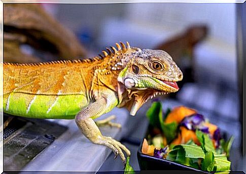 Lack of vitamins and calcium in iguanas