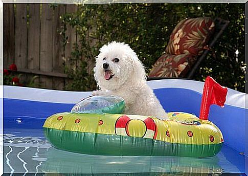 Learn to prepare your dog for the summer