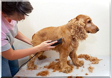 cocker spaniel being groomed