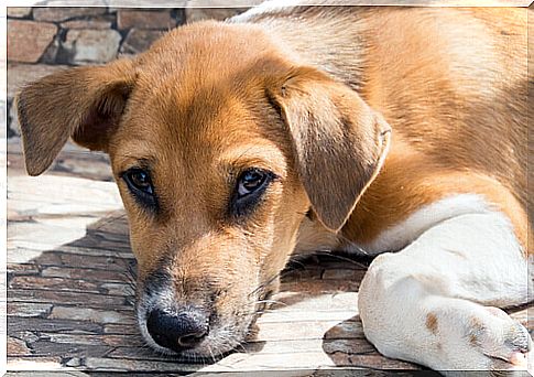 Legal Aspects of Dog Adoption