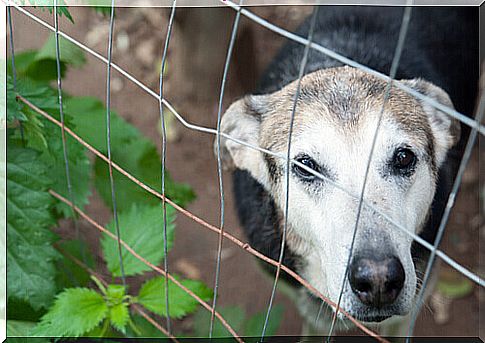 Esquadrão Orelhinhas is created in Peru to rescue abandoned animals