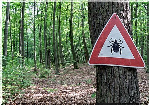 ticks