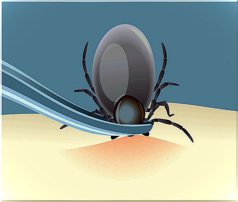 Lyme disease and ticks